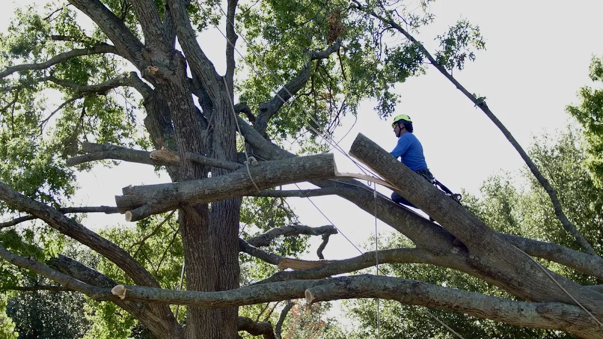 Professional Crown Thinning performed by certified arborists in Tranquility